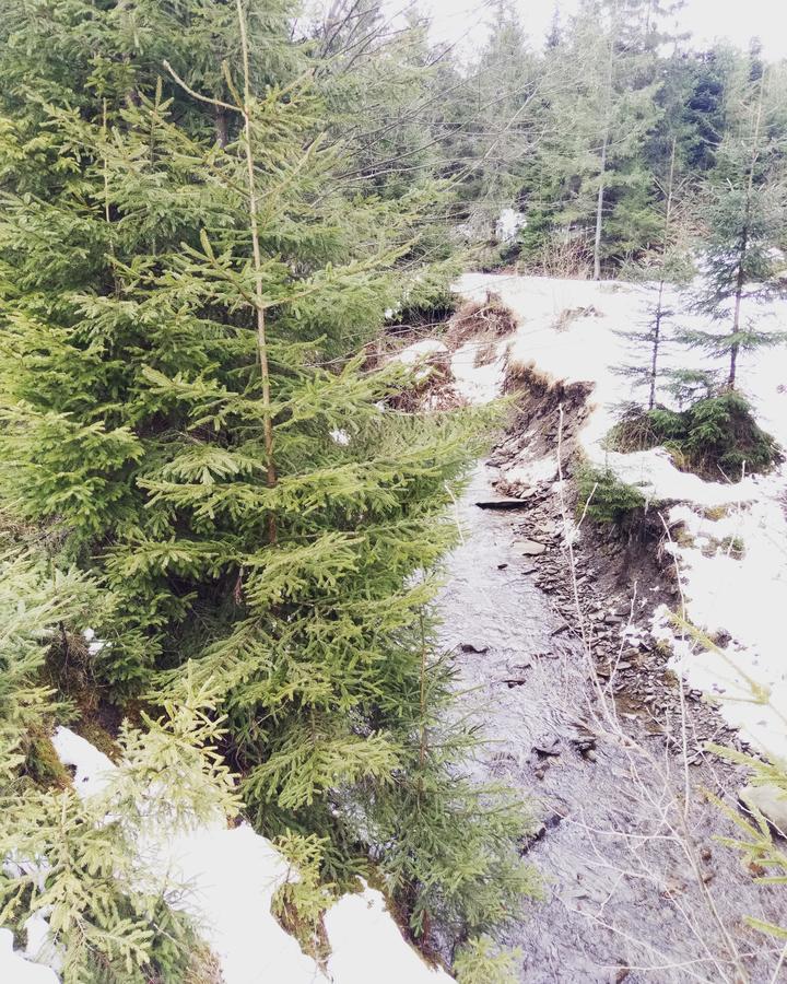 Wooddream Ξενοδοχείο Volovets Εξωτερικό φωτογραφία